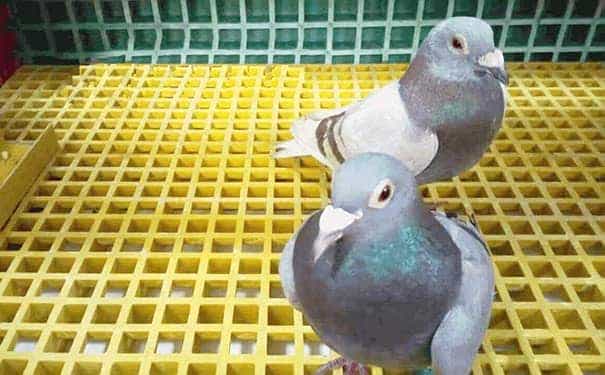 洗車房專用玻璃鋼格柵價格查詢