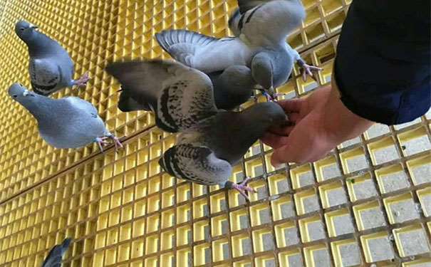 供應廣西玻璃鋼格柵板