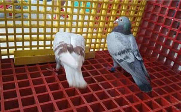 商丘玻璃鋼格柵板規格型號