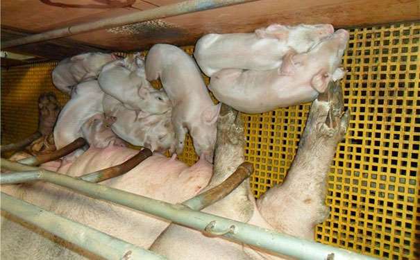 建湖玻璃鋼格柵板價位