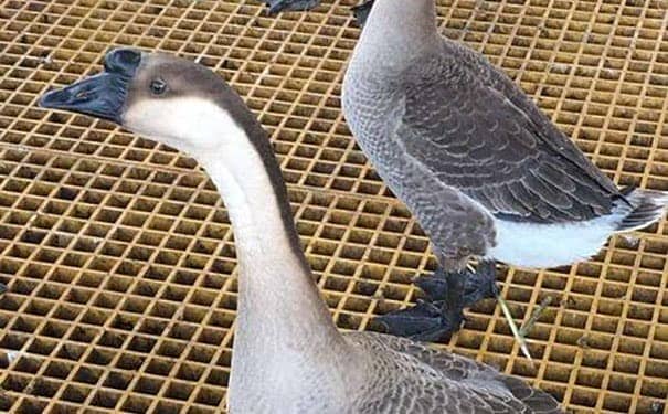 珠海玻璃鋼格柵板定做