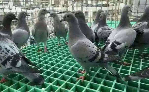 鹽城玻璃鋼格柵板作用