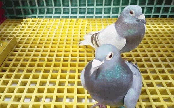 江陰君臣玻璃鋼格柵板隔離帶