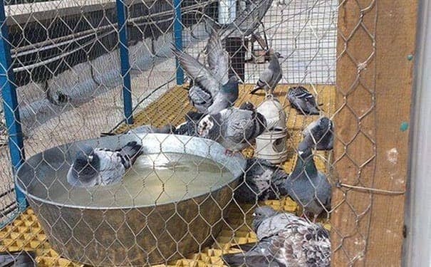 玻璃鋼格柵板廠批發各種型號