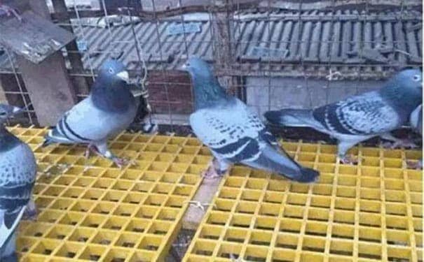 玻璃鋼網格格柵板價格廠