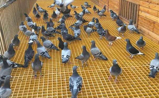 創盟玻璃鋼格柵板