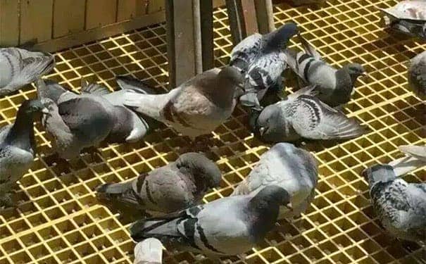 yckj應雙層微孔<a href=/geshan/44.html target=_blank class=infotextkey>玻璃鋼格柵板</a>