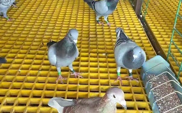 江陰玻璃鋼格柵板定做