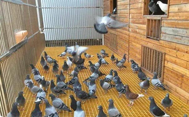 玻璃鋼花紋格柵蓋板生產(chǎn)廠(chǎng)家