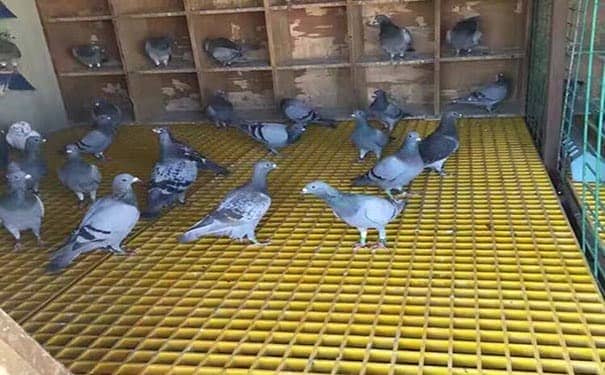 50mm玻璃鋼格柵板價格走勢