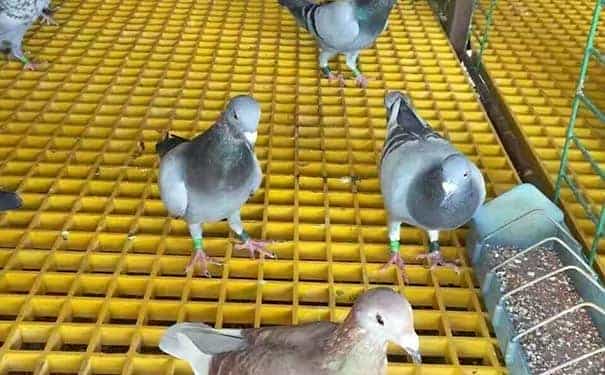 玻璃鋼網格柵板廠家