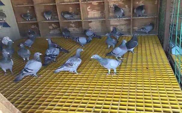 寶安玻璃鋼格柵板廠家