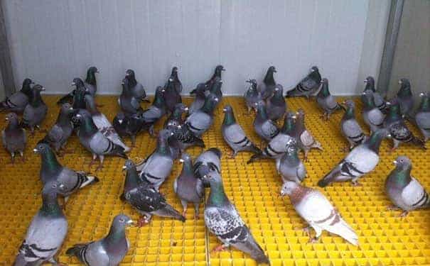 平涼玻璃鋼格柵板規格