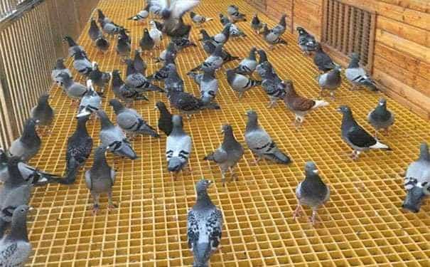 玻璃鋼格柵玻璃鋼格柵板