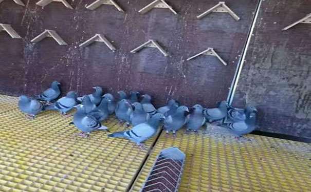 井岡山鴿子房用玻璃鋼格柵質輕