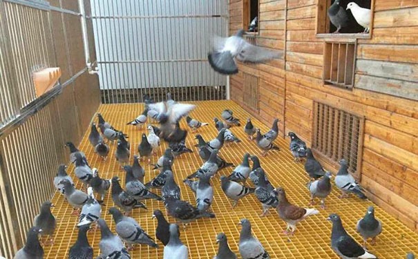 出售玻璃鋼格柵